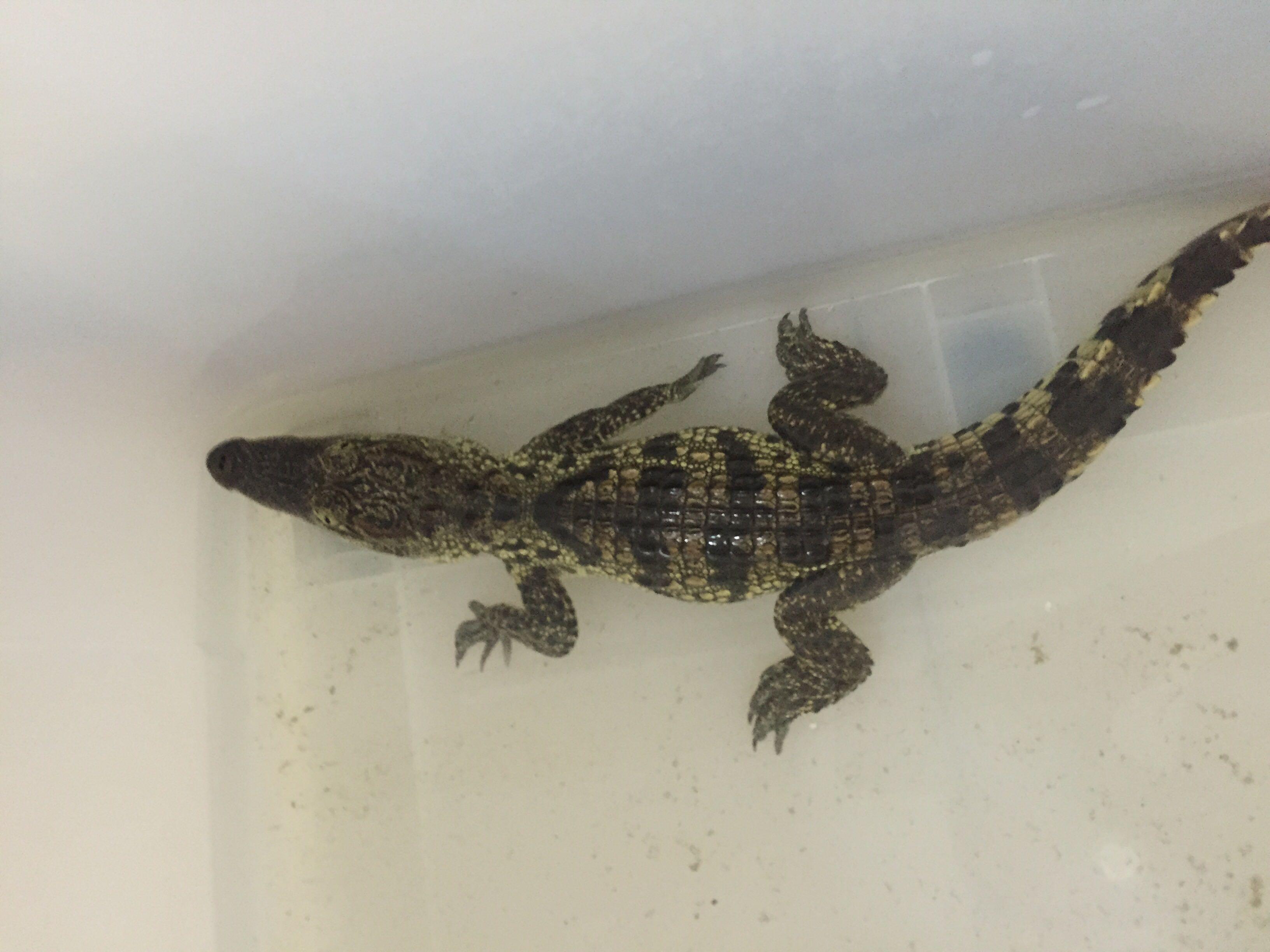 鳄鱼,冷血,吃活的泥鳅,看着他不吃任何东西.