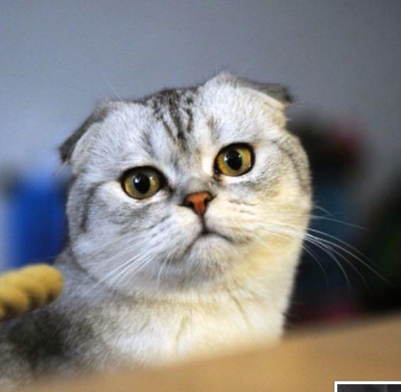 怎么看待网友们喷回忆专用小<em>马甲</em>的折耳猫<em>端午</em>