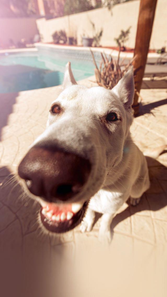 玩了那么久的知乎,你们知道刘看山的作者是谁吗?