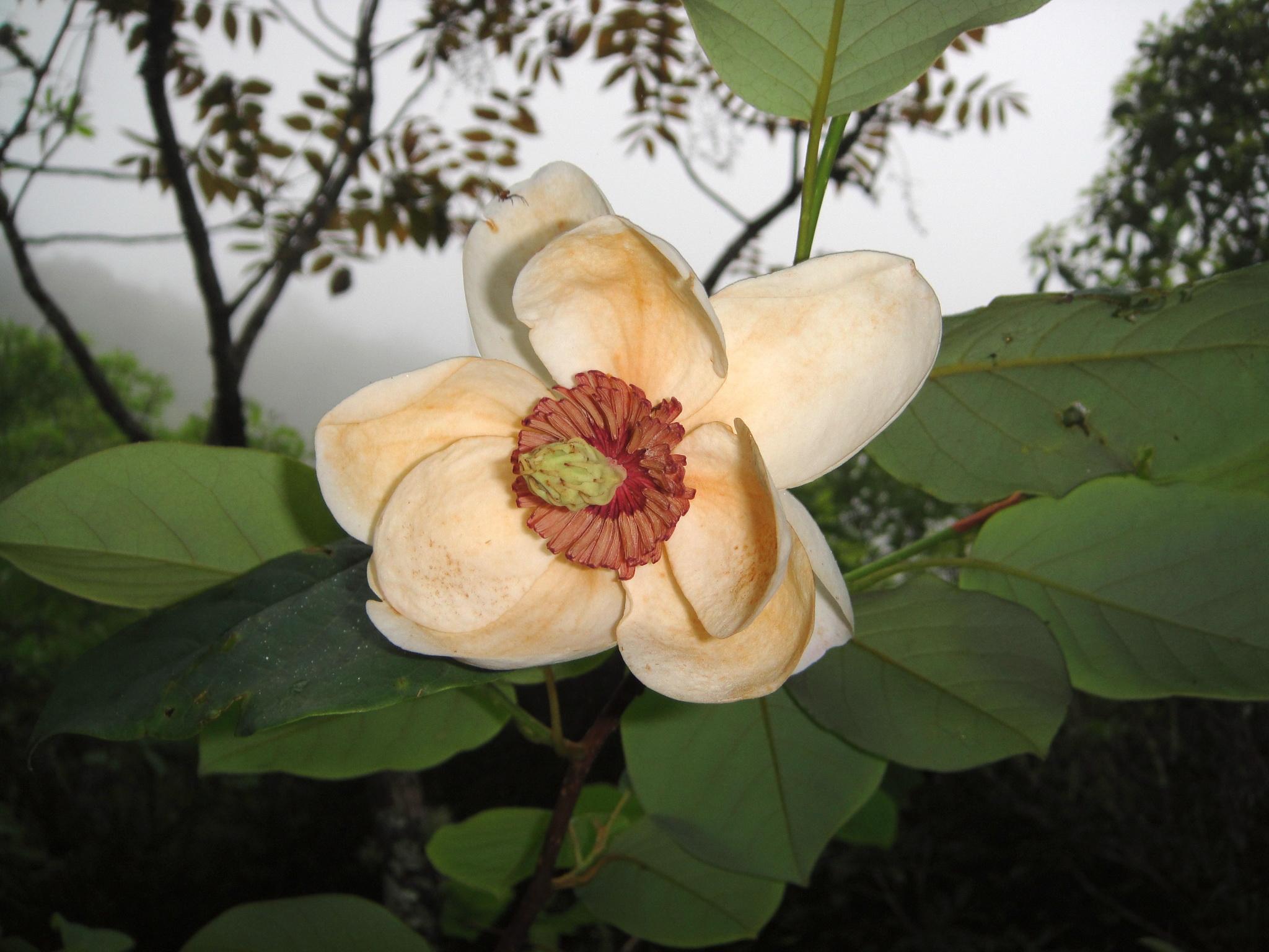 有哪些优雅炫丽的植物名称? - 知乎