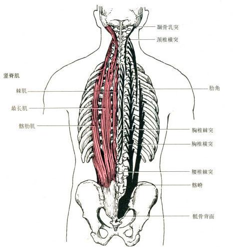 它的决定因素由:一:腰的围度 :以下肌肉的体积:1 竖脊肌腰椎部分,2