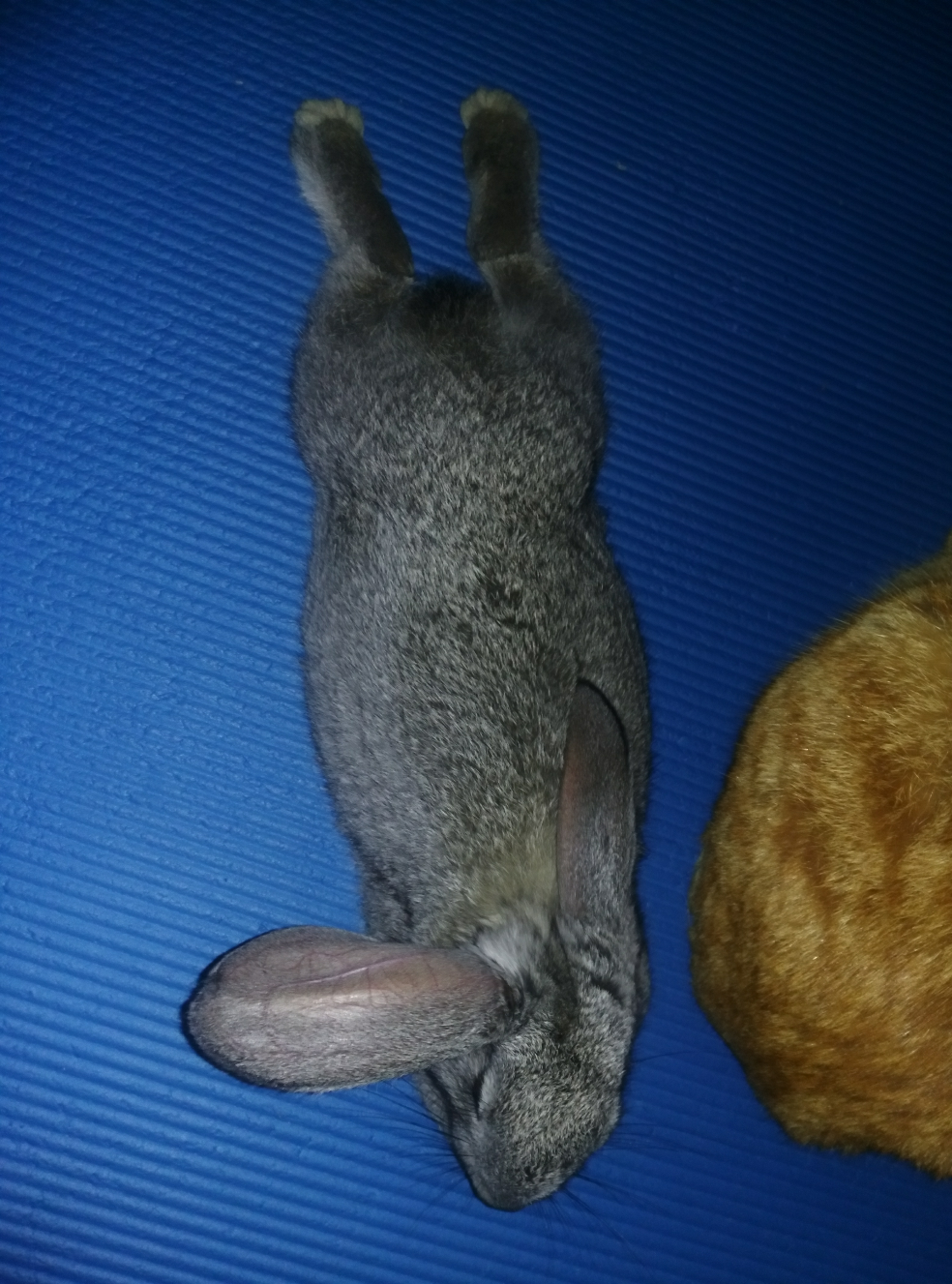 猫咪可以和龙猫兔子一起养吗? - 宠物 - 知乎