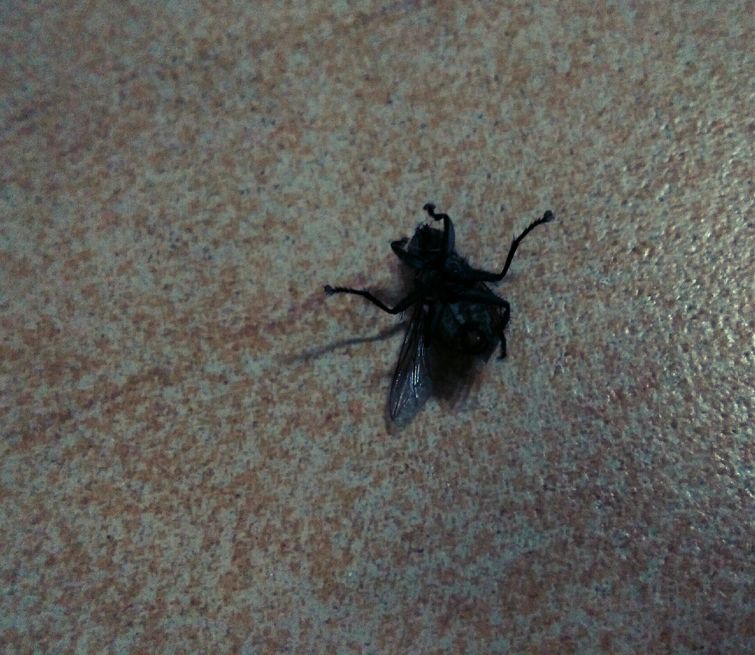 猫咪可以轻松搞死一只苍蝇吗?