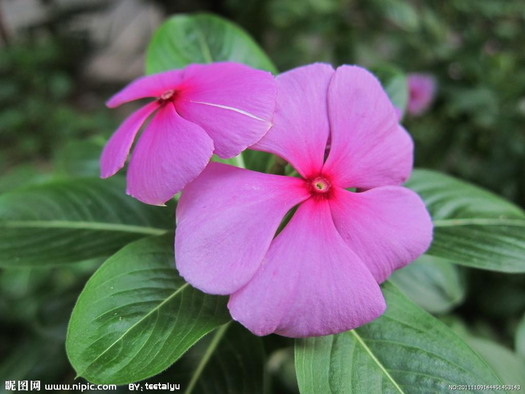 一种南方很常见的花,紫红或粉红色,五瓣 中有小孔,叫什么名字?