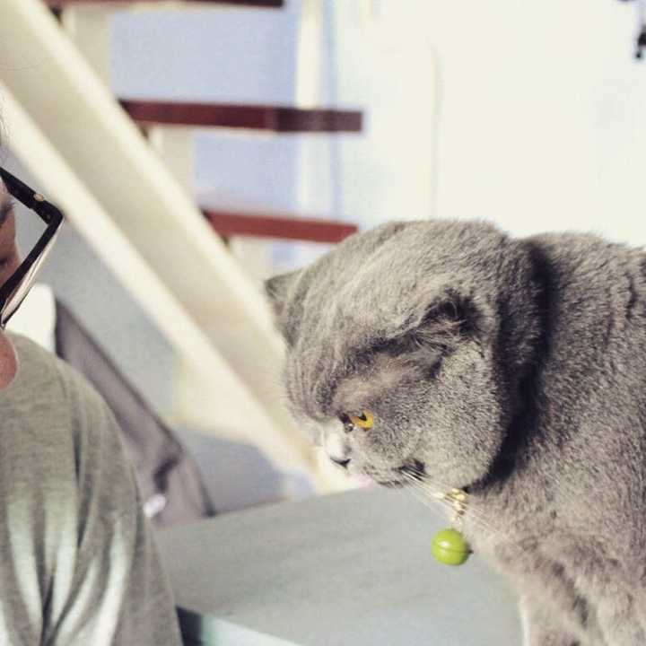 养一只猫每月花费多少 知乎 养一只猫每月花费多少 知乎