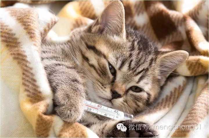 猫得了感冒会自己好吗 知乎