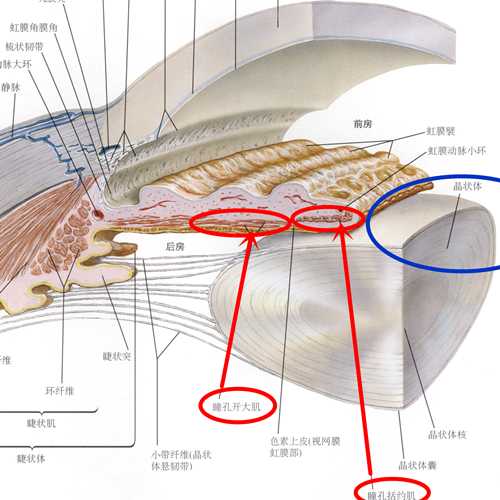 的还有一组围绕着瞳孔放射状的排列在虹膜里的肌肉,叫做 瞳孔开大肌