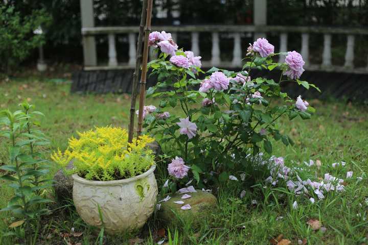 有哪些适合种在院子里的植物 美观又易于打理 知乎