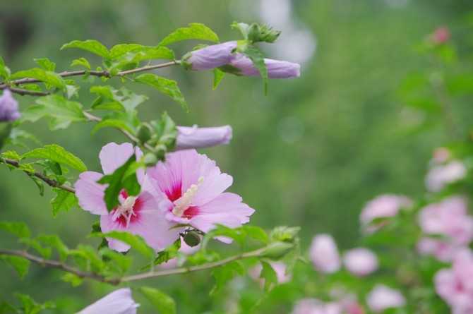 牵牛花和夕颜的区别 知乎