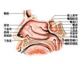 为什么鼻子总是只有一边通气 而且会轮流换呢 知乎