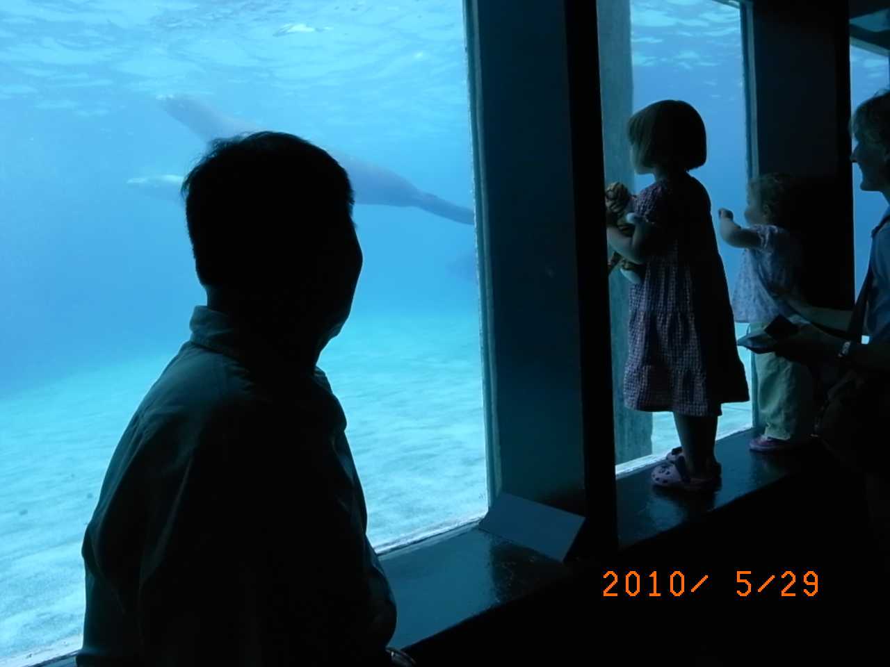 带老人家去香港旅游,计划2-3天,求推荐适合老人