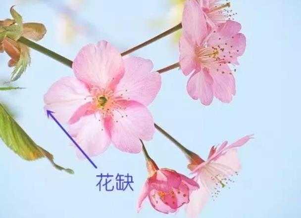 樱花有多少种 如何区分樱花和桃花 知乎