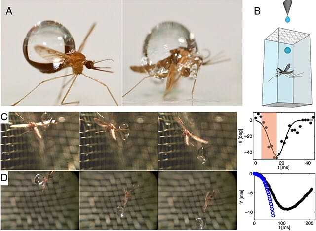 为什么下雨天时蚊子不会被雨滴砸死