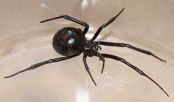 《致公蜘蛛黑寡妇(latrodectus mactans):恨比爱容易,所以恨国比爱国