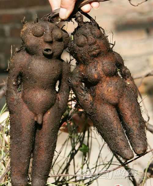 植物修炼成精之后还有没有细胞壁?