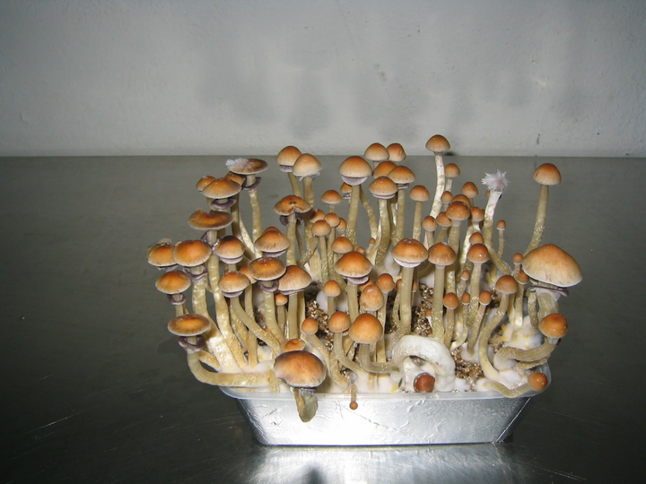 这个在电脑里长出来的蘑菇是什么品种?