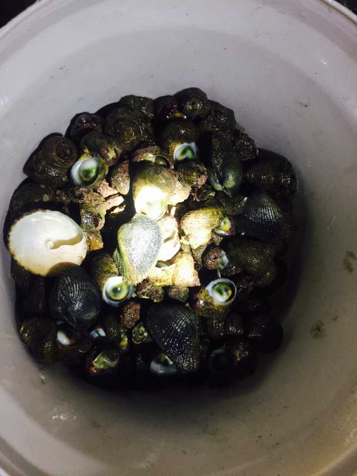 个人,半夜,乌漆墨黑的海边,一个多小时,翻石头蹚海水,捡了小半桶海螺