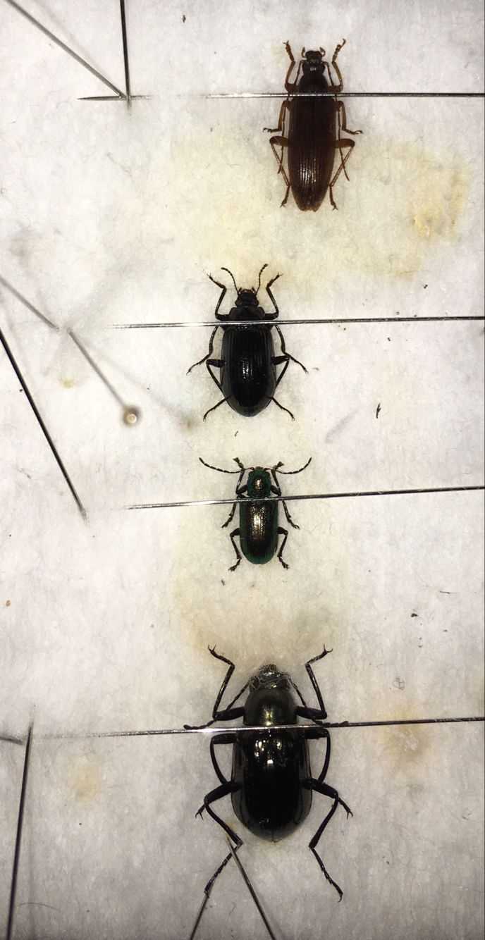 如何制作昆虫标本 知乎