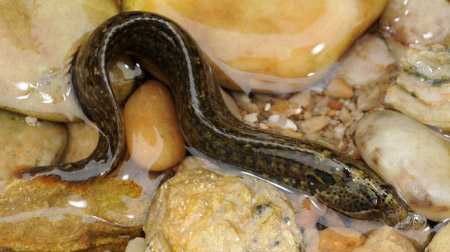 黑体网鳚( dictyosoma burgeri),线鳚科,不谢.