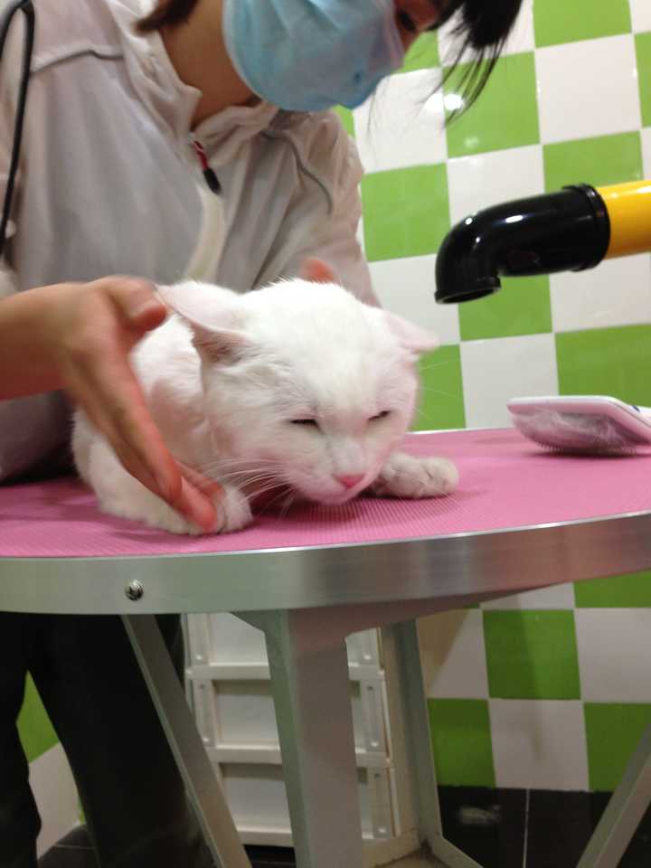 养一只猫每月花费多少 知乎 养一只猫每月花费多少 知乎