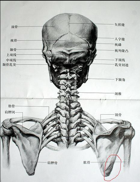 肩膀是问题最大的 很多人以为肩膀就是一个普通的球关节