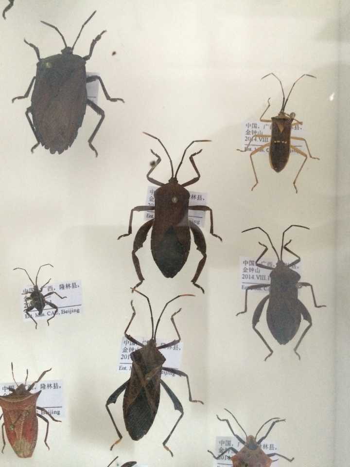 如何制作昆虫标本 知乎