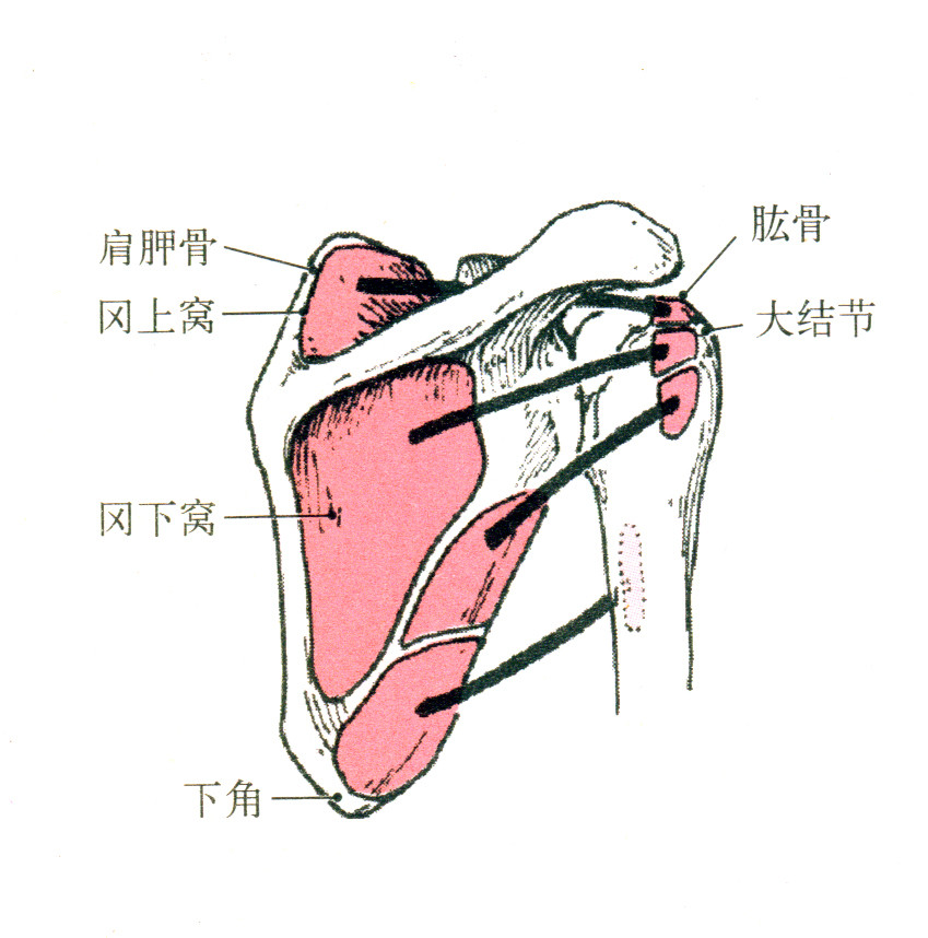大圆肌肌腱止于小结节嵴,位置在小结节下方,并不包绕肩关节,上个图你