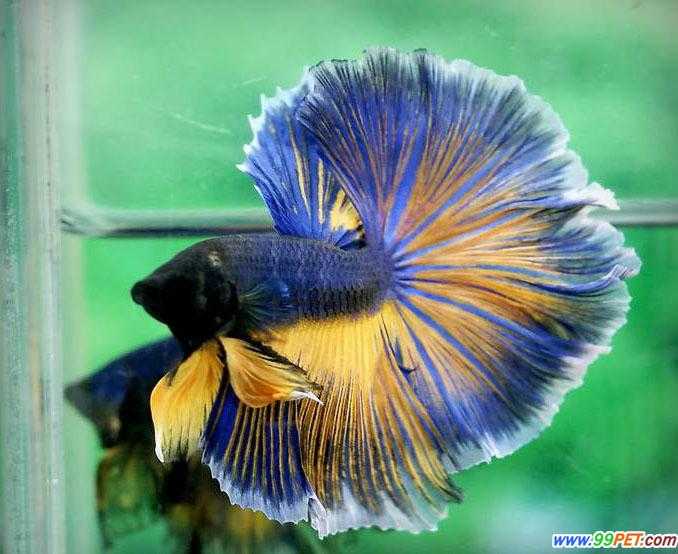 有哪些奇怪的淡水鱼 匿名用户的回答 知乎