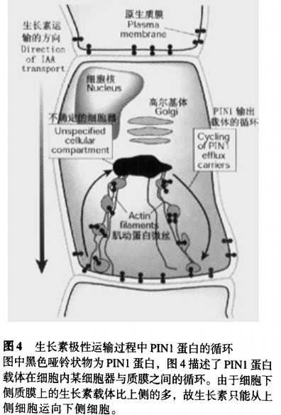 植物向光照射处生长是因为抑制还是促进? - 知乎