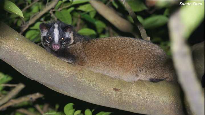 再看它的俗名: 破脸狗,玉面狸,白媚子 .