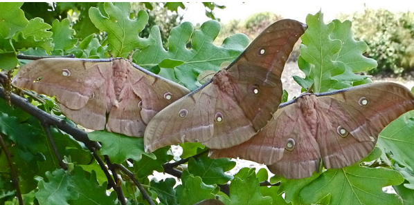 柞蚕比家蚕大几倍, 大小有你的中指那么大