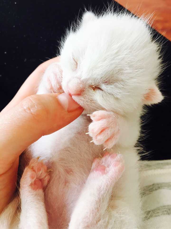 从奶猫开始养是什么样的体验 知乎 从奶猫开始养是什么样的体验 知乎