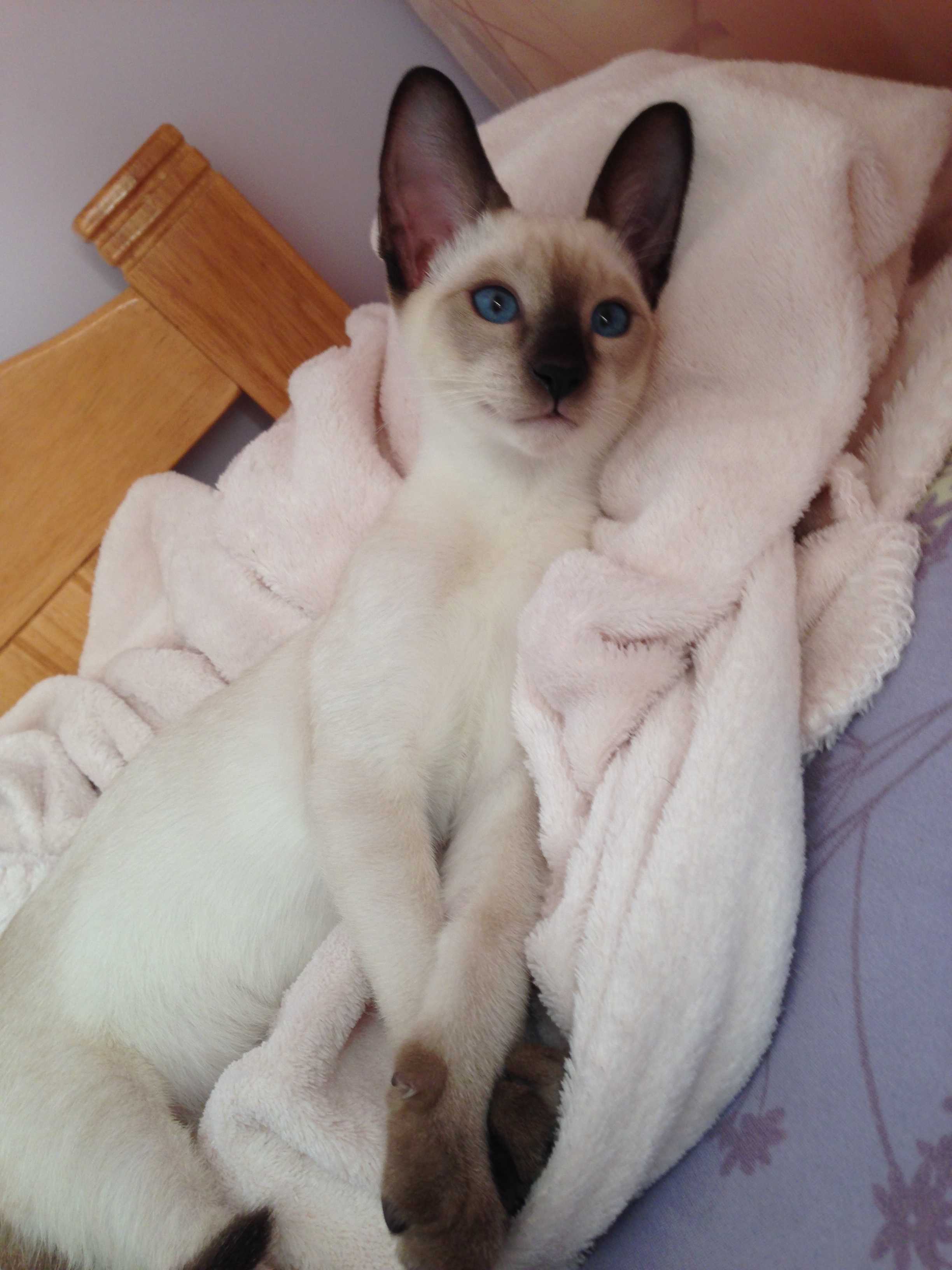 喏,看我大长腿. 猫界大高个,身高一米八,一言不发.  显示全部