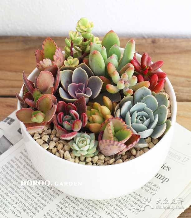 玩多肉有名气的有哪些人呢 知乎