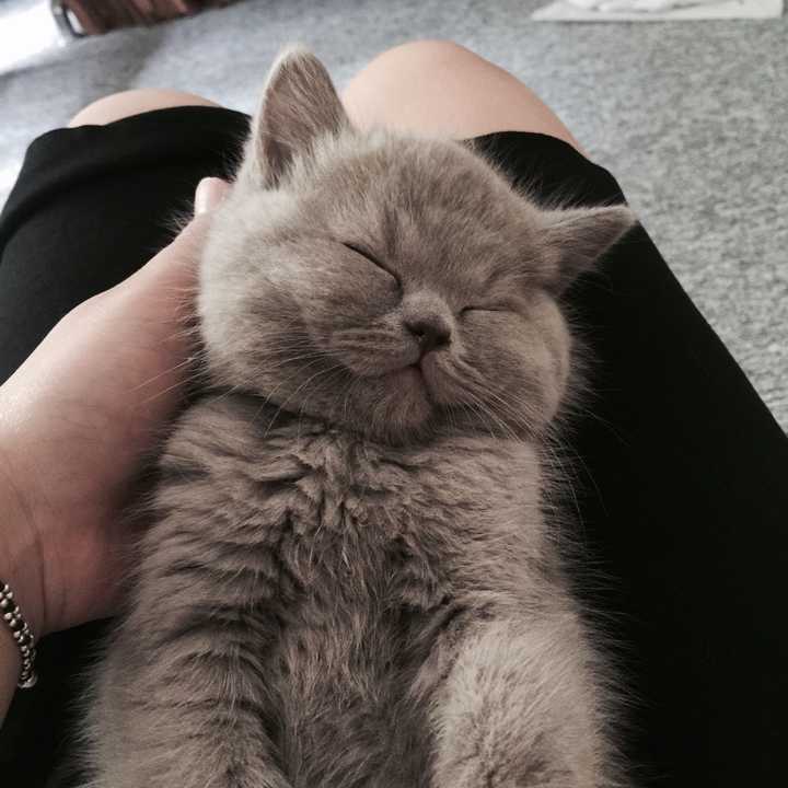 有一只超黏人的猫咪是什么样的体验?