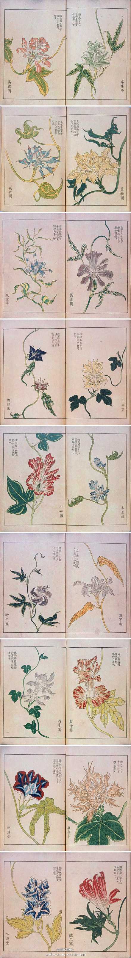 牵牛花和夕颜的区别 知乎 牵牛花和夕颜的区别 知乎