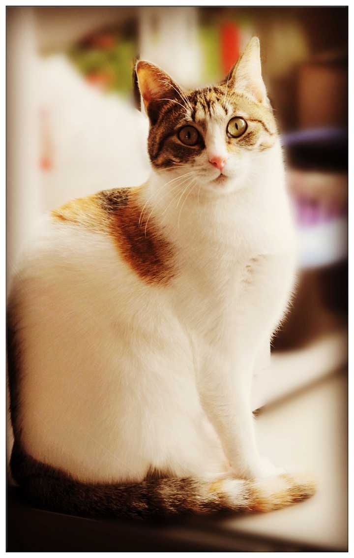 养一只猫每月花费多少 知乎 养一只猫每月花费多少 知乎