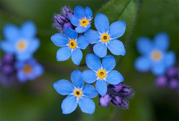 常见的花的花语是什么 知乎 常见的花的花语是什么 知乎