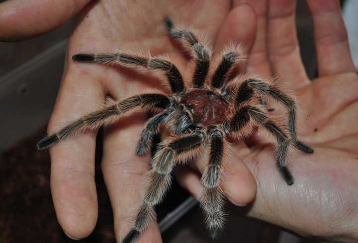 2,海南捕鸟蛛(这货速度很快,不能放出来玩)