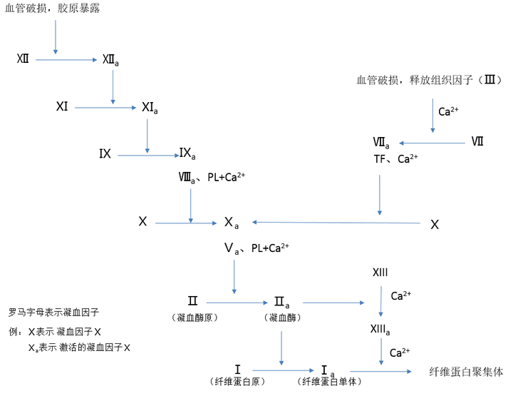 人体凝血是怎么触发的? - 知乎