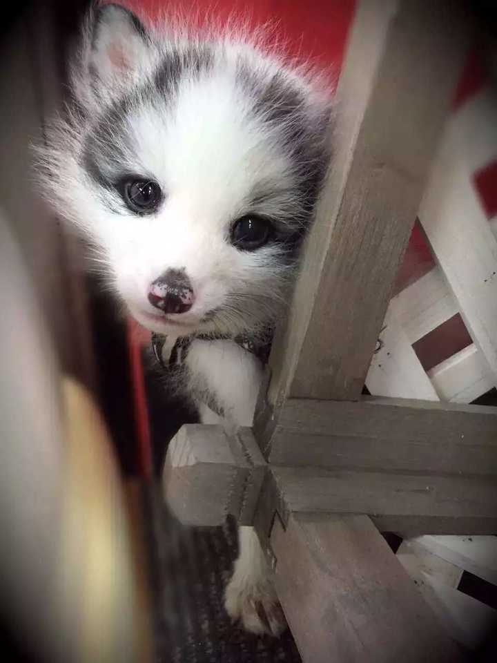 养只狐狸是一种怎样的体验?