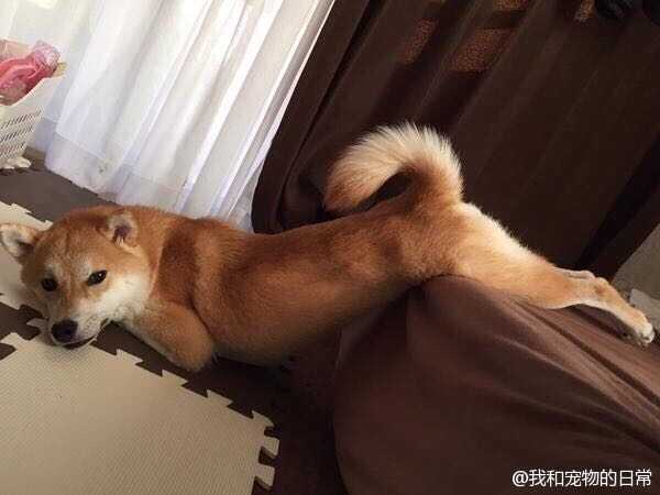 中华田园犬 柴犬和秋田犬的区别是什么 知乎