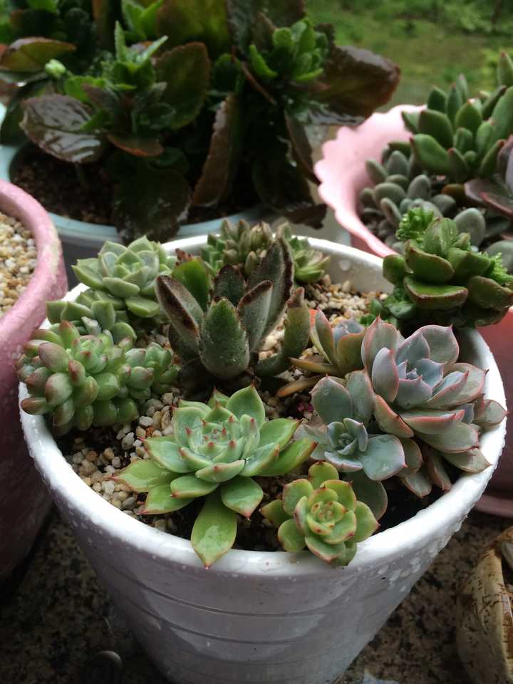 多肉植物应该怎么浇水 知乎 多肉植物应该怎么浇水 知乎