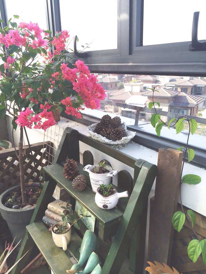 有哪些适合秋冬观花的室内植物 知乎 有哪些适合秋冬观花的室内植物 知乎