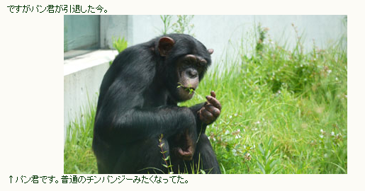 想知道日本猩猩小庞的近况 知乎 想知道日本猩猩小庞的近况 知乎