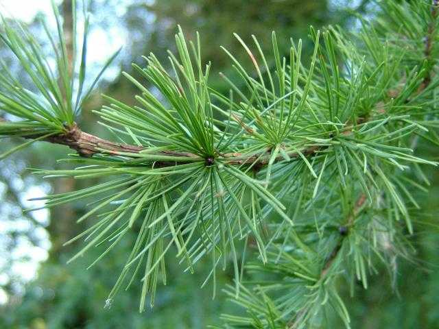 英语里的 fir, aspen, pine, spruce 這幾種樹如何區分,對應哪些中文名? - 知乎