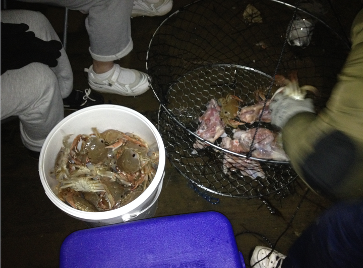 如何区分大闸蟹 毛蟹 青蟹 梭子蟹 河蟹 红蟳 螃蜞 帝王蟹 松叶蟹等蟹类物种 吴大东的回答 知乎 如何区分大闸蟹 毛蟹 青蟹 梭子蟹 河蟹 红蟳 螃蜞 帝王蟹 松叶蟹等蟹类物种 吴大东的回答 知乎