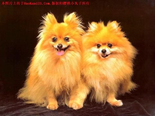 为什么我感觉看到的博美和俊介完全是两类狗狗 知乎