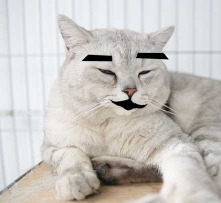 猫有眉毛吗 知乎 猫有眉毛吗 知乎