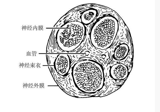 与颈部相比,手部涉及的神级都是周围神经,只有3条大神经支,这些神经支